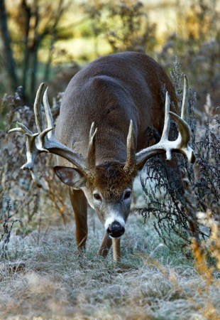 November Hunting Guide A week-by-week planner for the big month of the ...