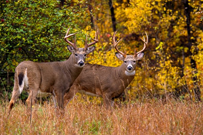 Opening Day Forever: A Gift Buck