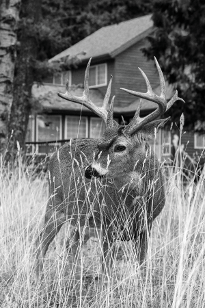 10 Things You Should Learn from the Deer in Your Backyard