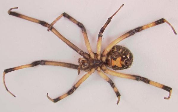 httpswww.outdoorlife.comsitesoutdoorlife.comfilesimport2014importImage2010photo3001049brown_widow_spider.jpg