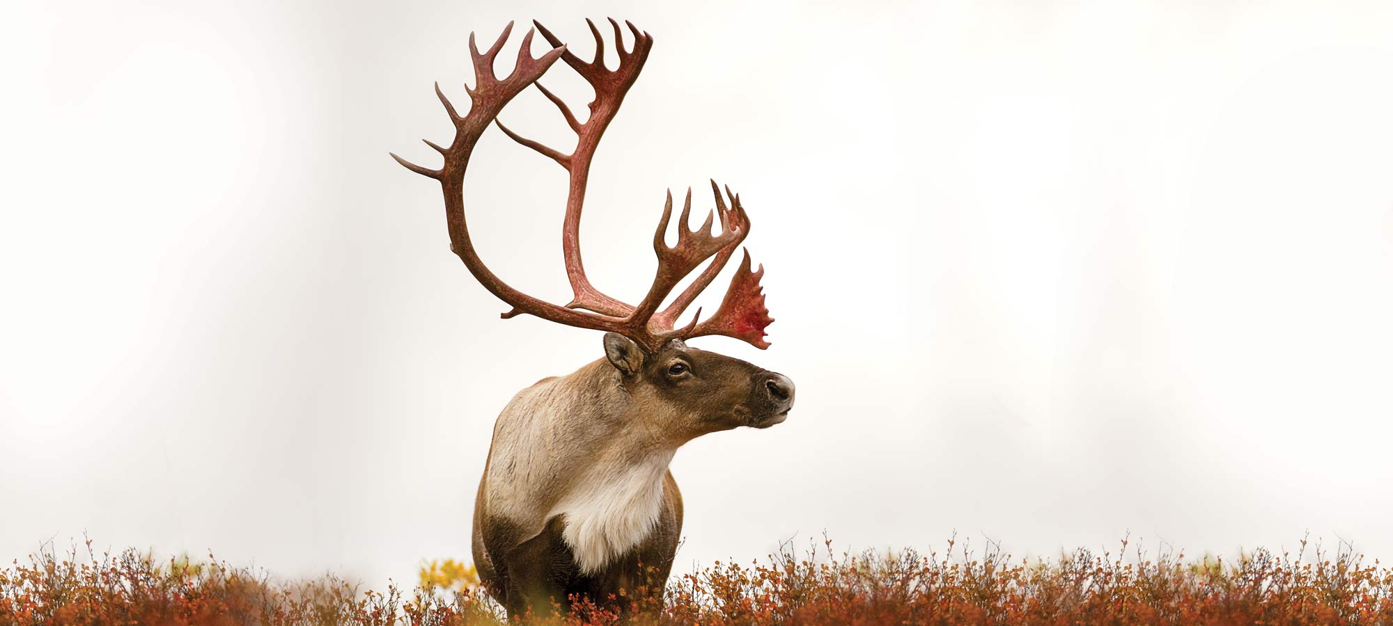 The Final Season of Quebec s Caribou Hunting