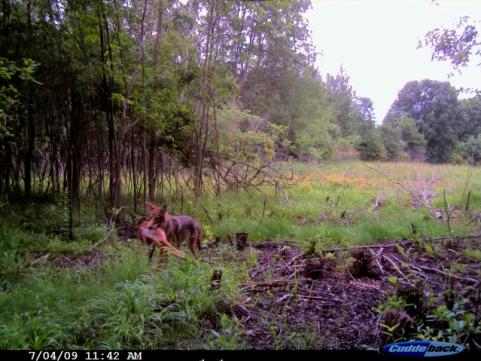 httpswww.outdoorlife.comsitesoutdoorlife.comfilesimport2014importImage2009photo640._Killer_Coyote.jpg