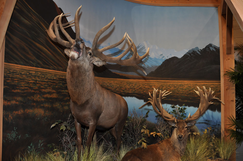 httpswww.outdoorlife.comsitesoutdoorlife.comfilesimport2014importImage2013photo1001321579SCI_Taxidermy_02.jpg