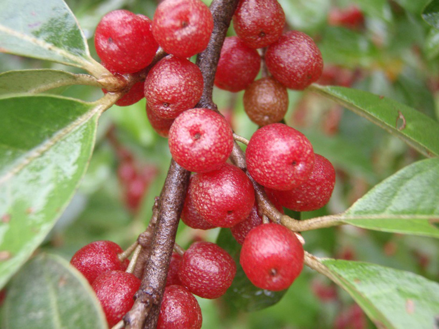 Foraging for Wild Berries