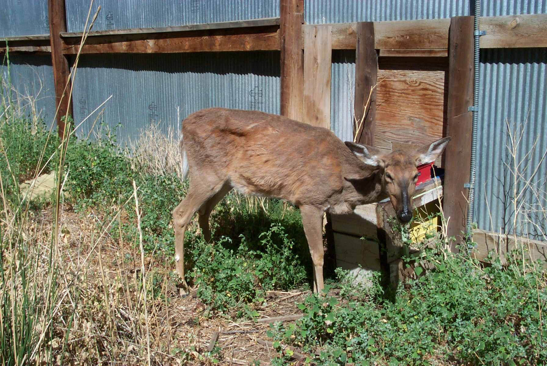 chronic wasting disease deer