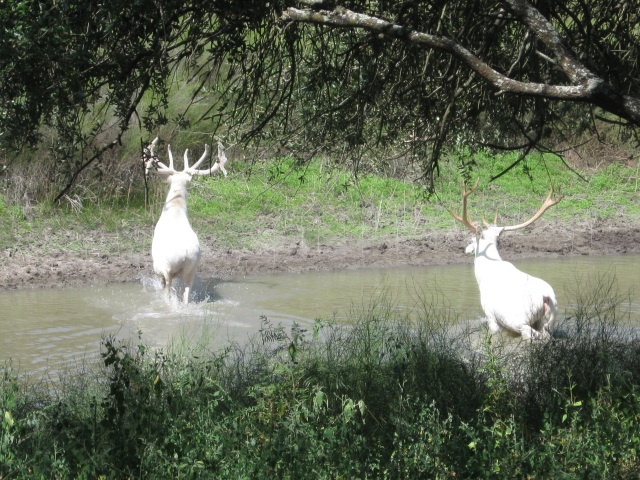 httpswww.outdoorlife.comsitesoutdoorlife.comfilesimport2014importImage2009photo6albino_elk2_0.jpg