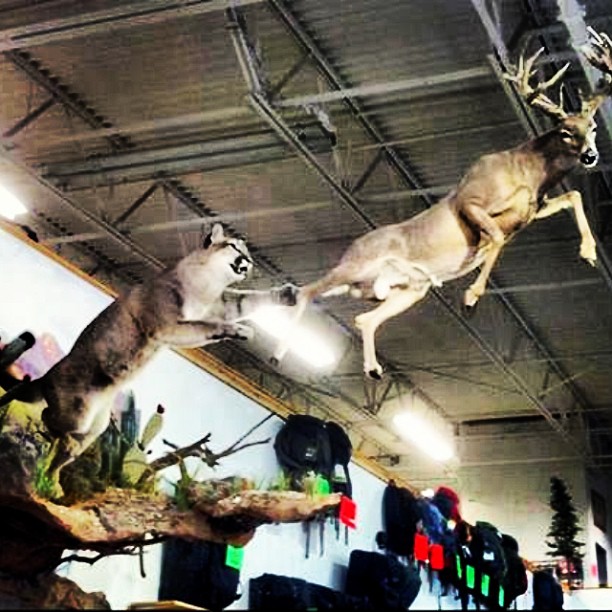 httpswww.outdoorlife.comsitesoutdoorlife.comfilesimport2014importImage2013photo1001321579cooltaxidermy_01.jpg