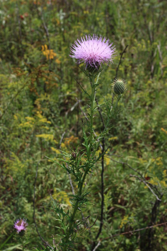 thistle