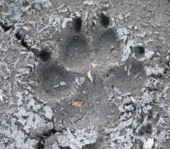 How to Identify Tracks of 10 Common North American Species