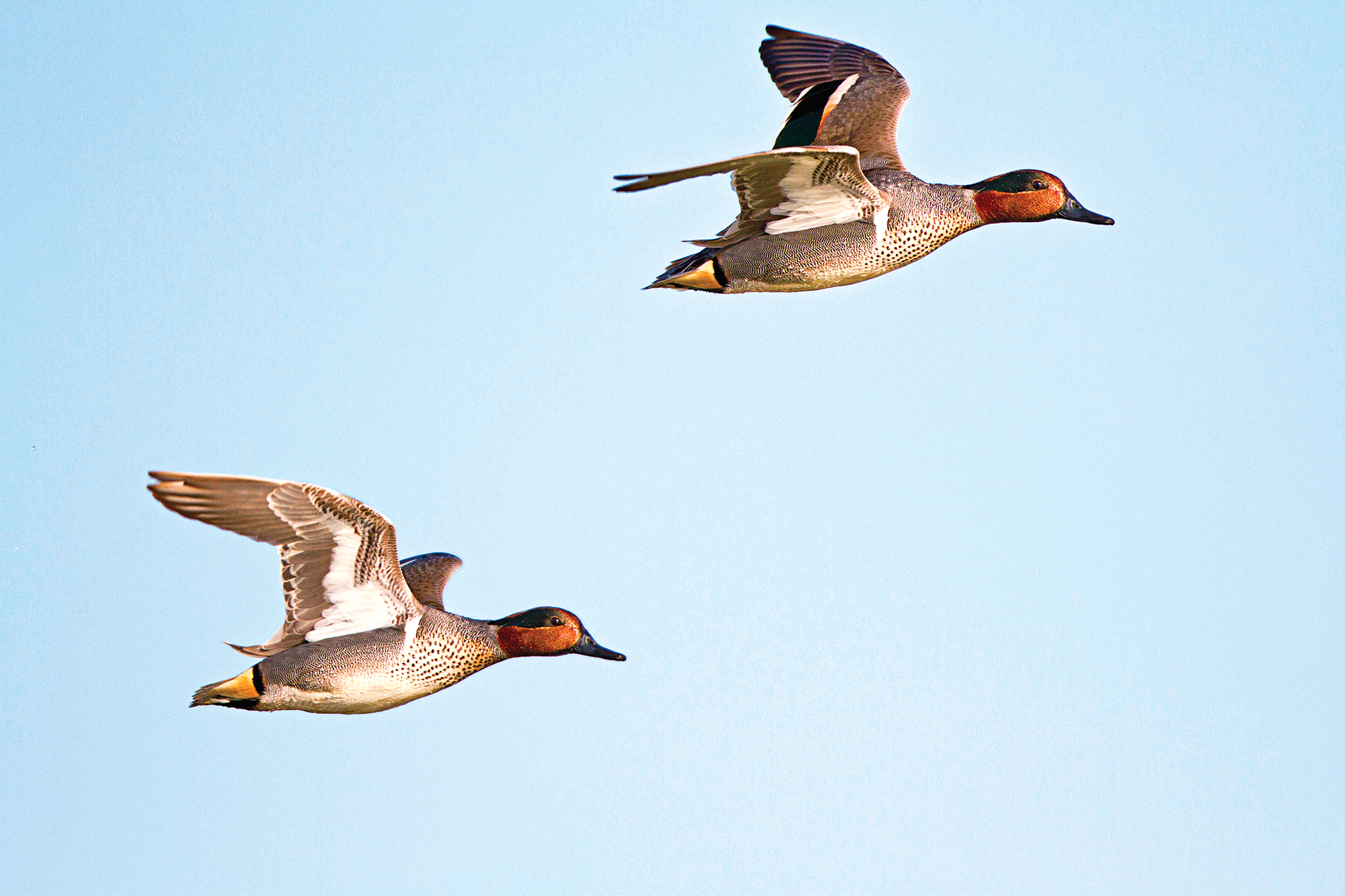 lead ducks for better accuracy