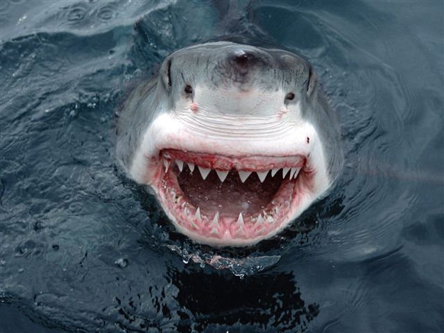 httpswww.outdoorlife.comsitesoutdoorlife.comfilesimport2014importImage2010photo3001023_Great_white_shark.jpg