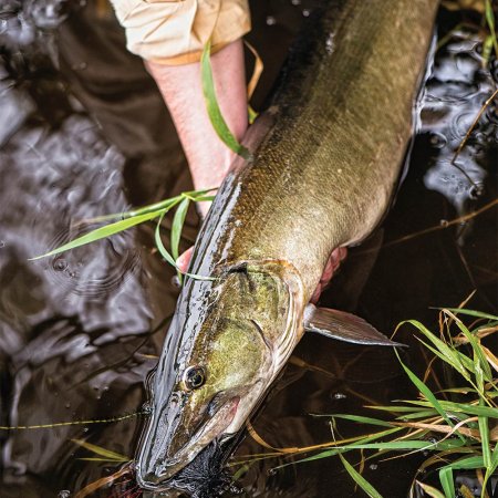 A northern Wisconsin muskie