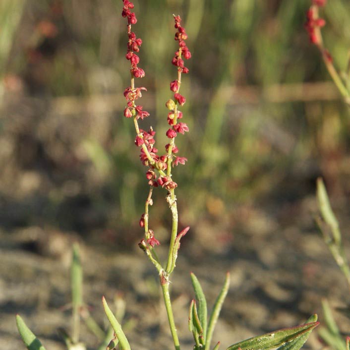 Sheep sorrel (Rumex acetosella)