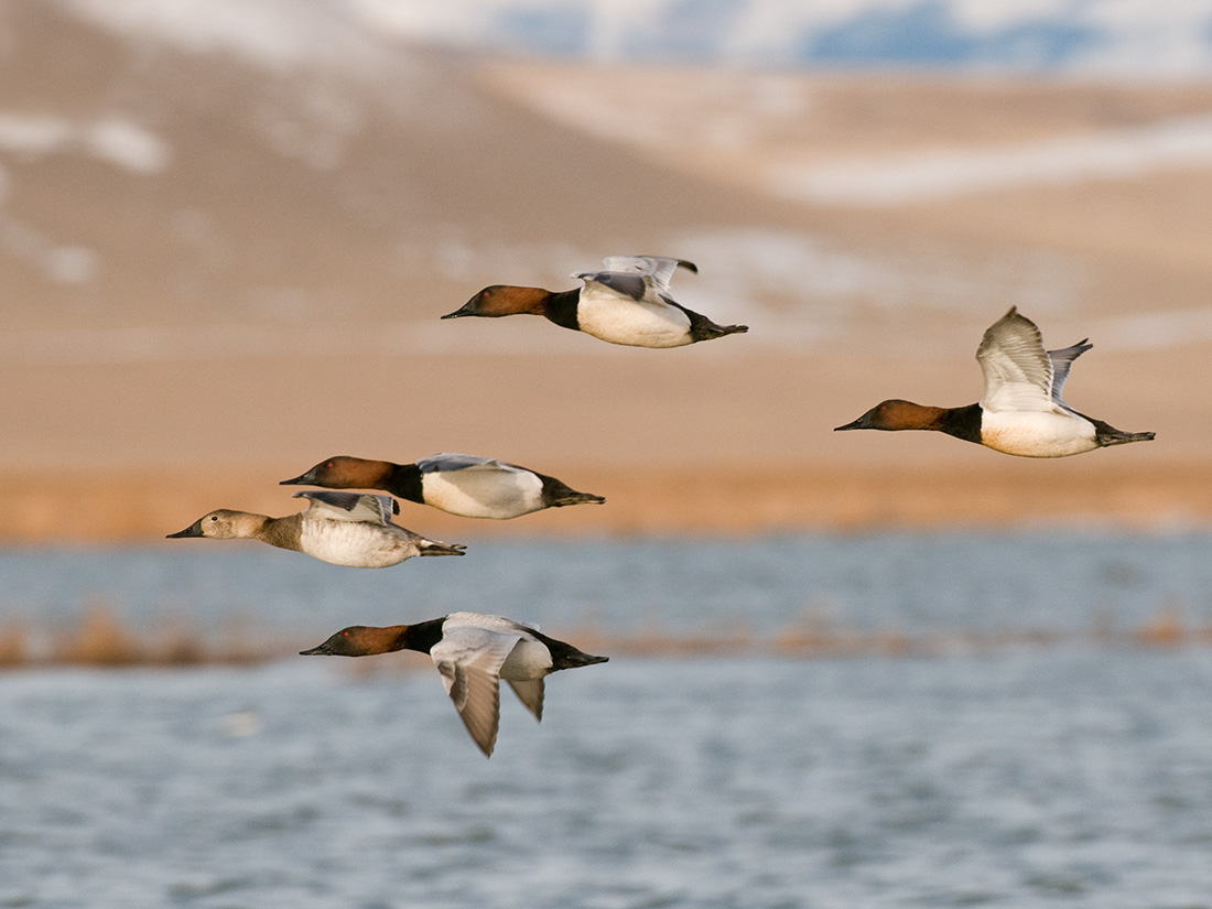 canvasback duck, duck species, types of ducks