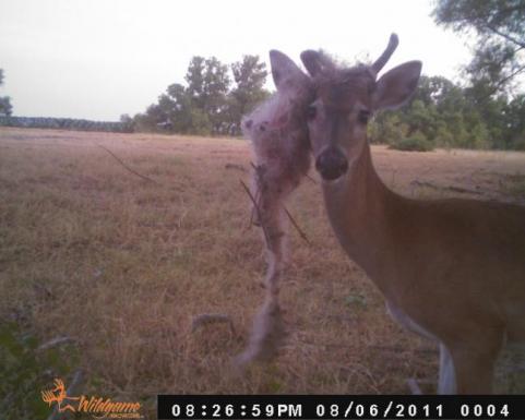 goofy spike buck