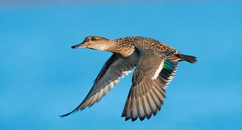 Crushing Clays: 3 Off-Season Shotgun Drills for Teal