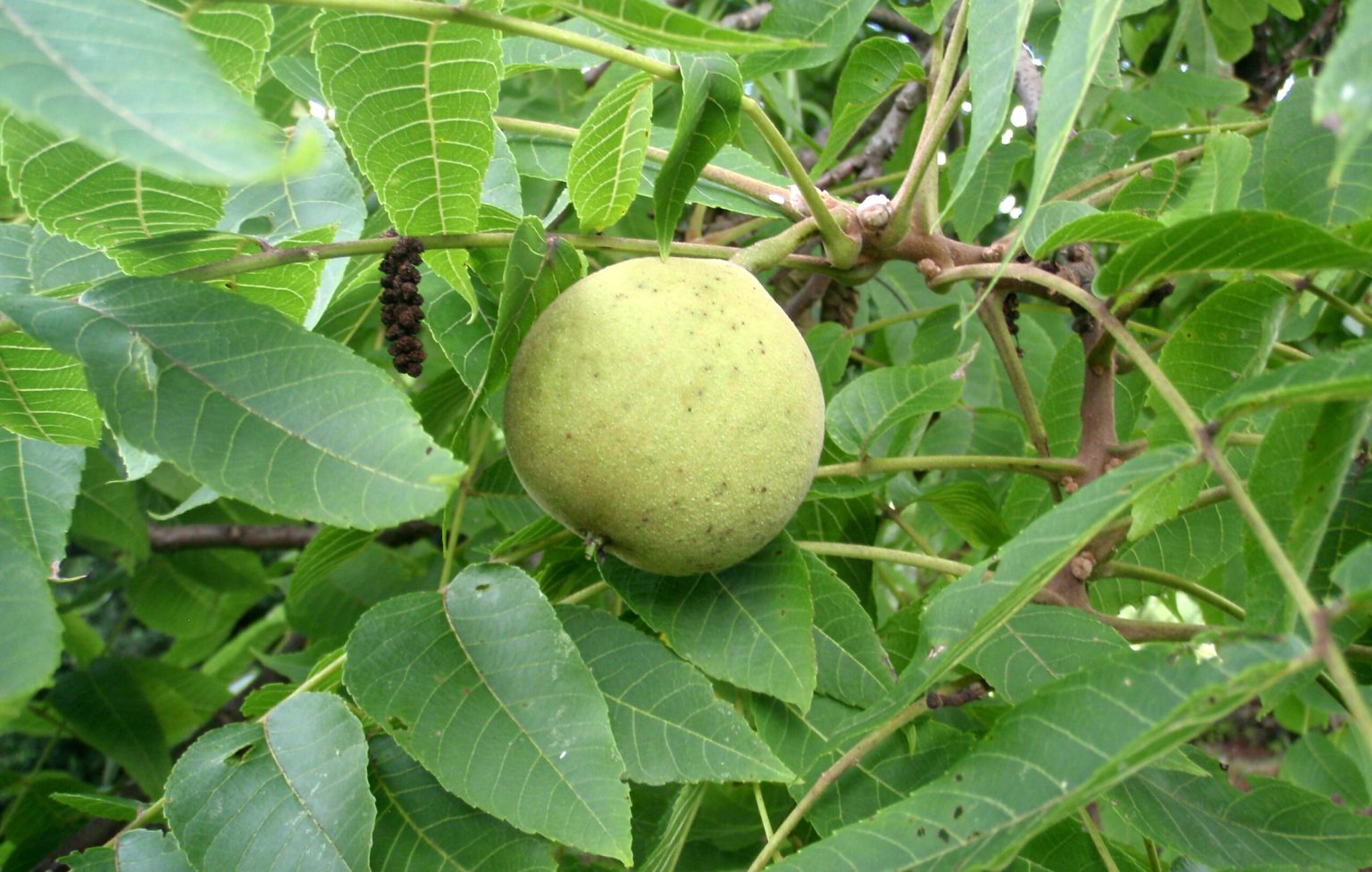 Survival Skills: 5 Survival Uses of the Black Walnut Tree