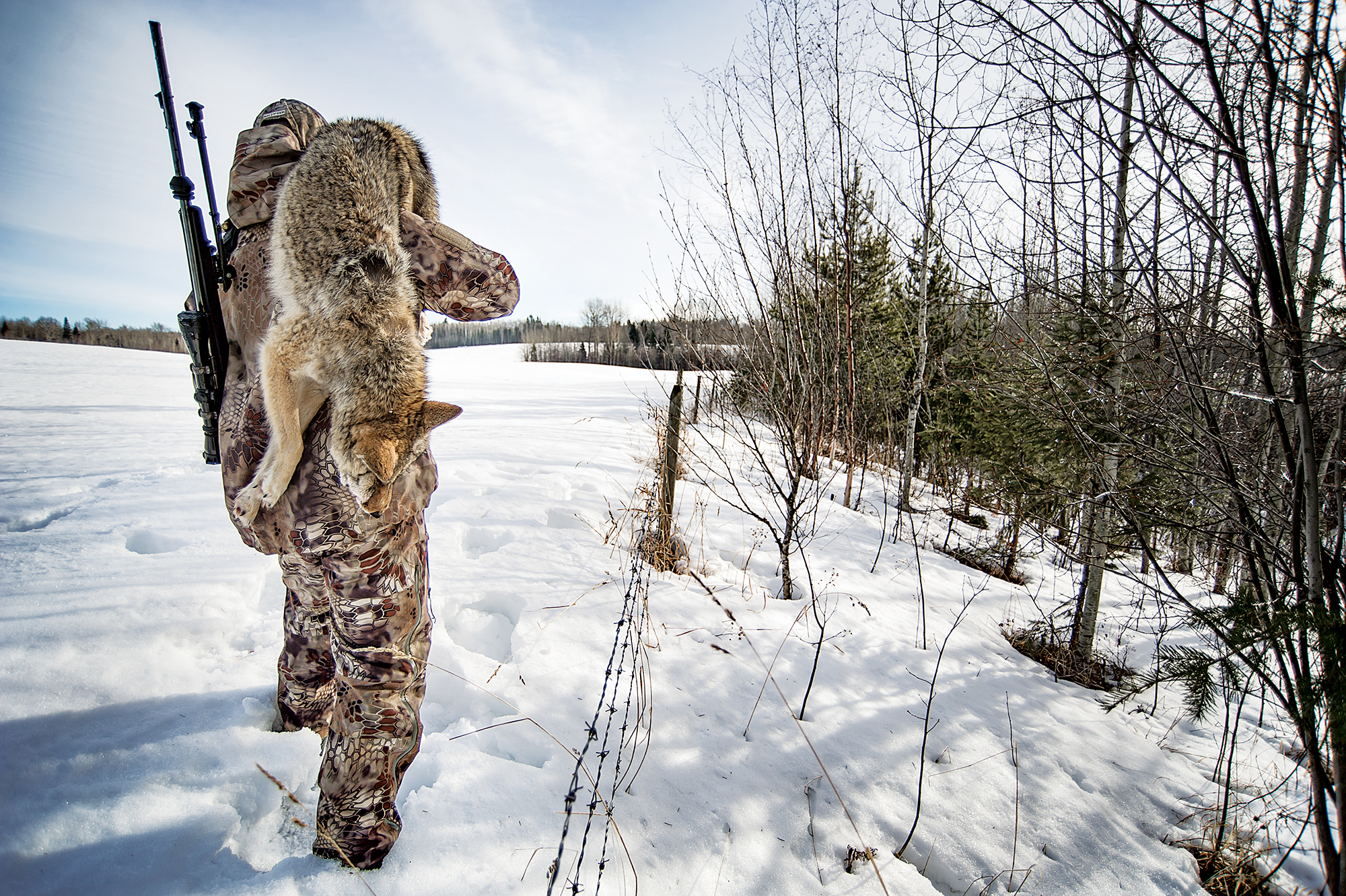 coyote hunting