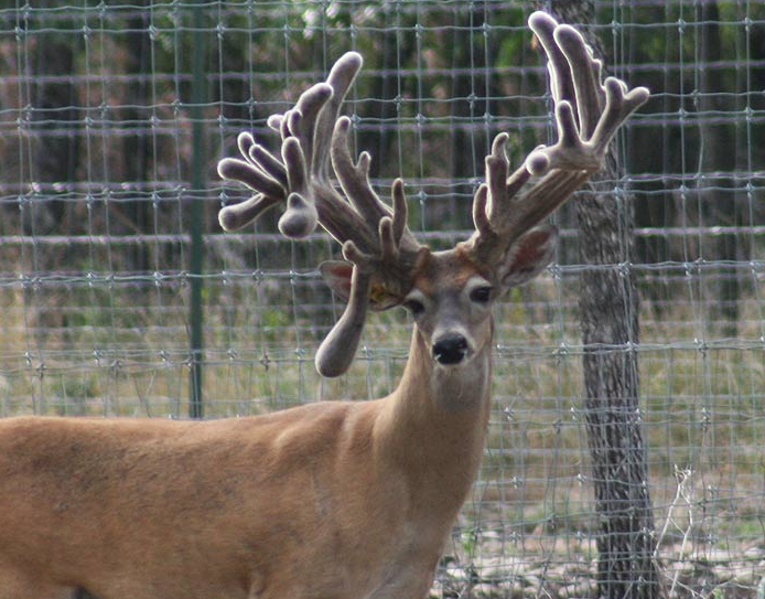 giant high fence buck