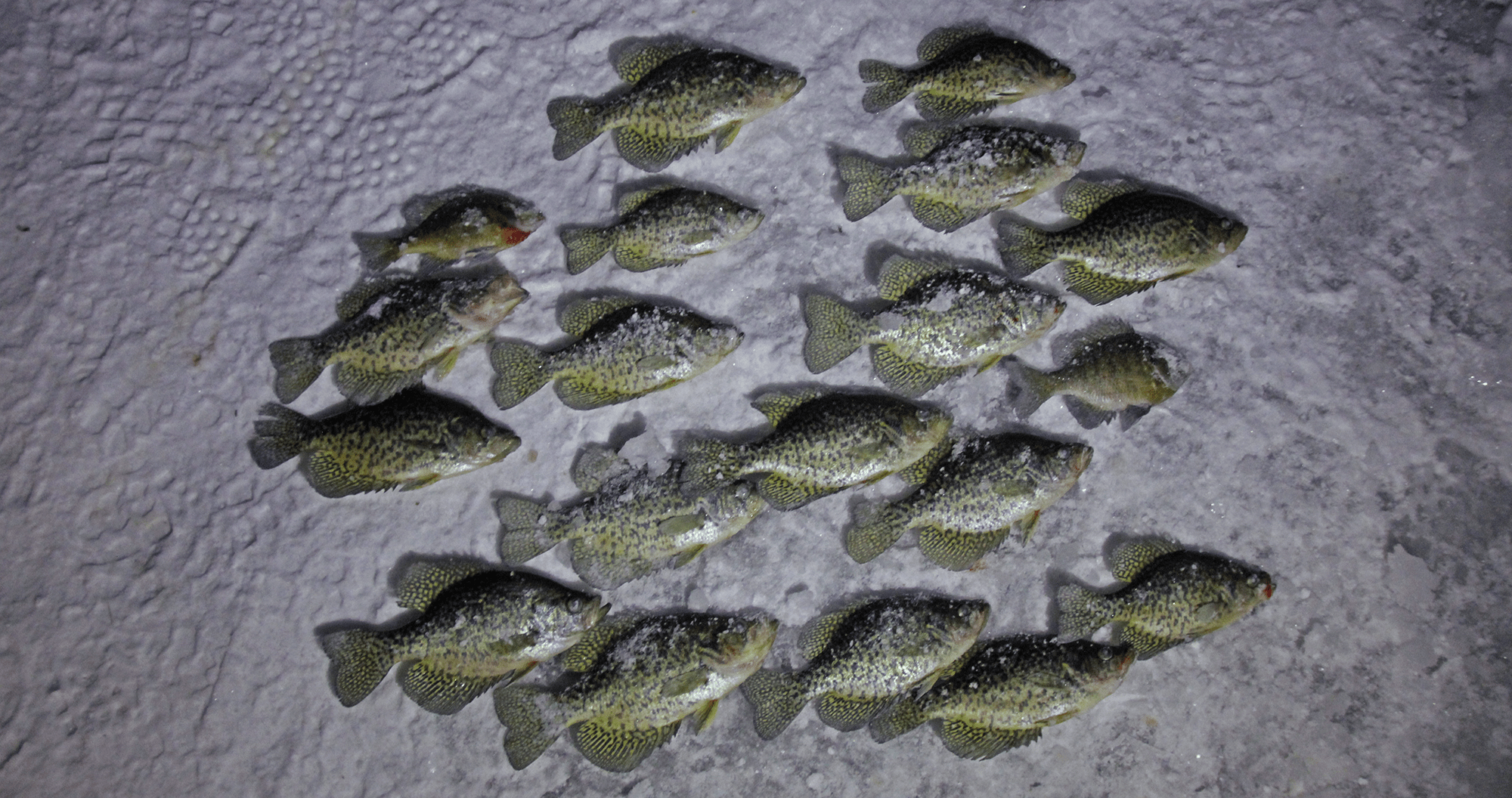 ice fishing crappies