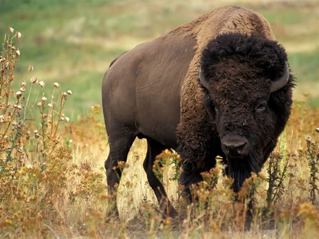 httpswww.outdoorlife.comsitesoutdoorlife.comfilesimport2014importImage2010photo3001015American-Bison-168.jpg