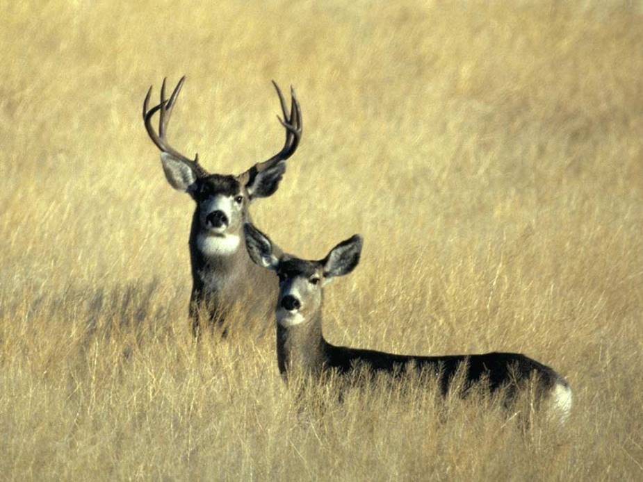 5 Killer Big-Game Trips for Hunters on a Budget