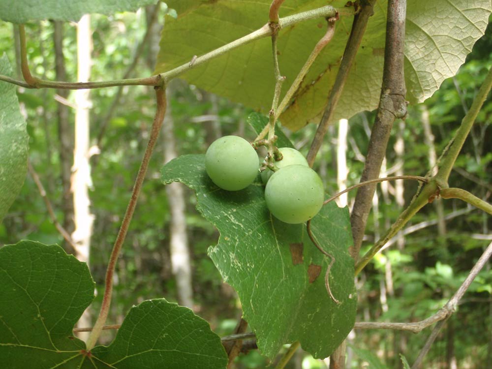 Wild grapes (Vitis genus)