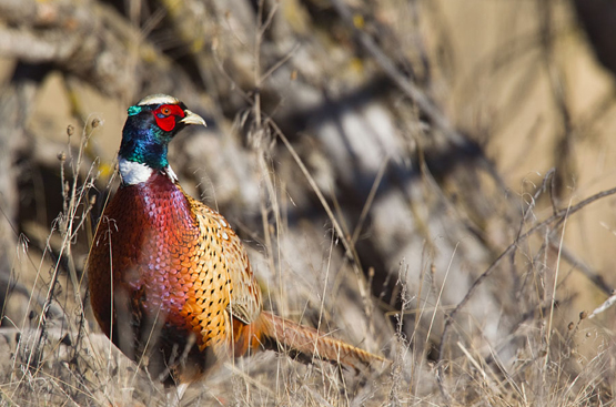 How to Hunt Pheasants in 4 Different Habitats