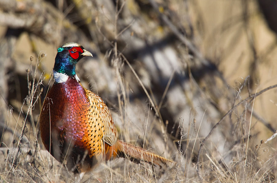 Toxic lead shards in wild pheasants pose a human health risk •