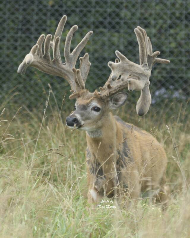 giant high fence buck