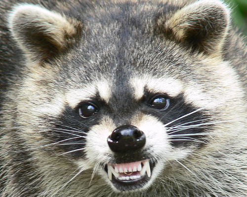 httpswww.outdoorlife.comsitesoutdoorlife.comfilesimport2014importImage2010photo30010raccoon.jpg