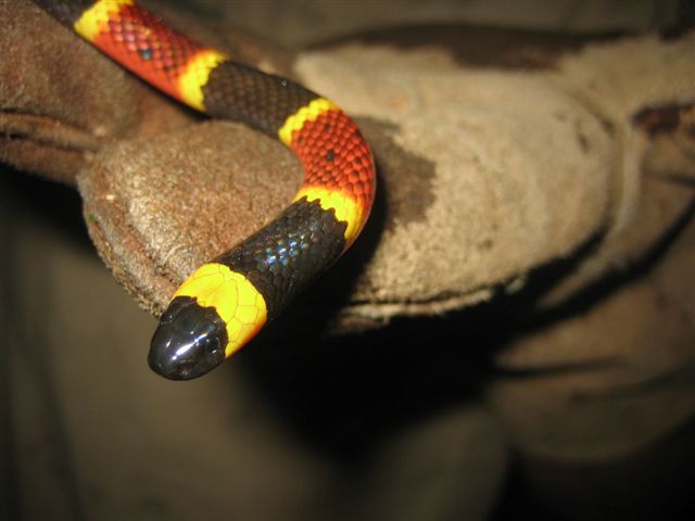 httpswww.outdoorlife.comsitesoutdoorlife.comfilesimport2014importImage2010photo3001032coral-snake.jpg