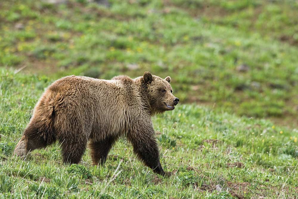 young grizzly bear walking through mount washburn of yellowstone national park