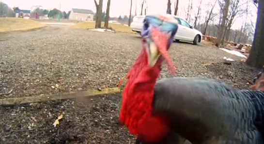 Michigan Woman Terrorized By “Godzilla” Turkey