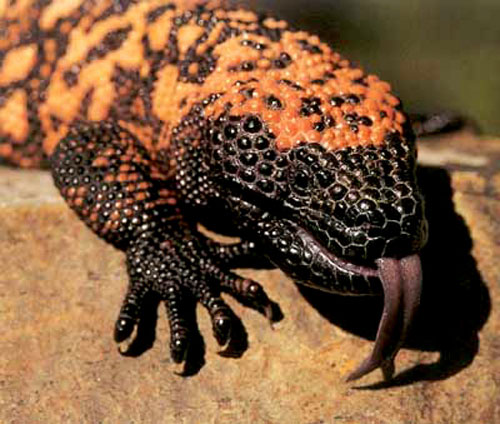 httpswww.outdoorlife.comsitesoutdoorlife.comfilesimport2014importImage2010photo3001027Gila-Monster-Hissing.jpg