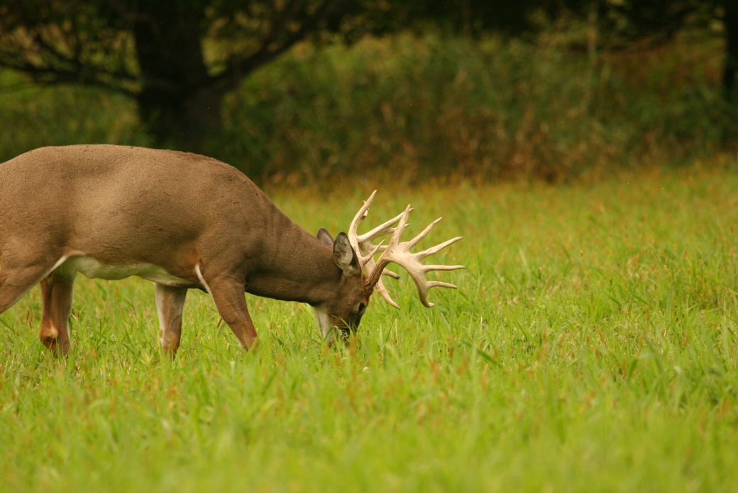 Deer Hunting: How To Make A Homemade Cover Scent