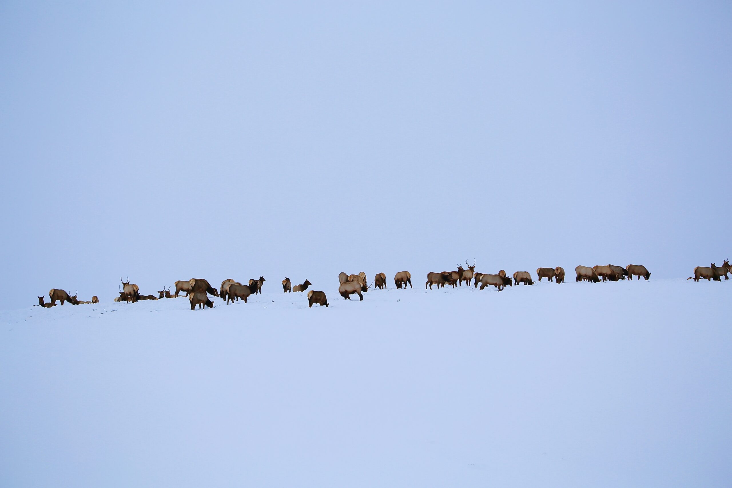 winter elk