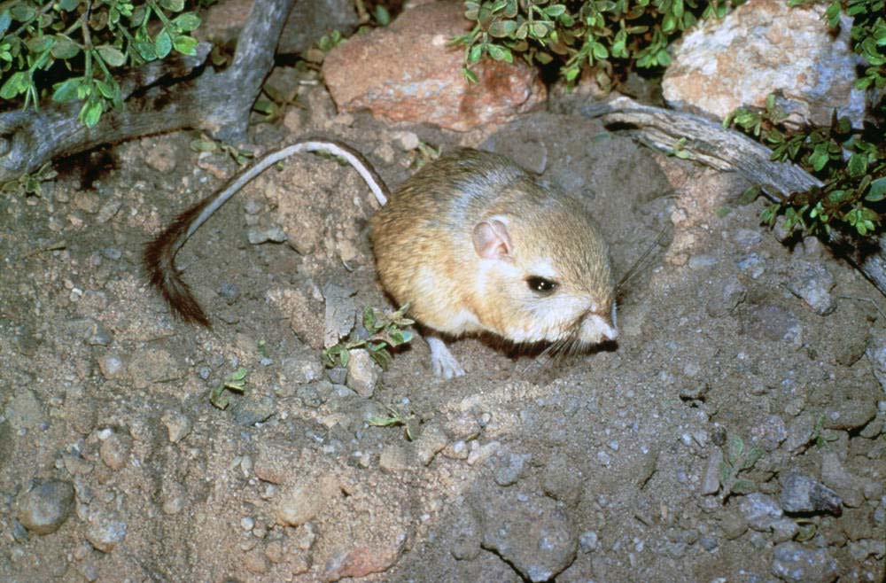 kangaroo rat