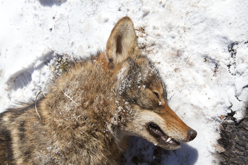 httpswww.outdoorlife.comsitesoutdoorlife.comfilesimport2013images201102Coyote_Hunt_05_0.jpg