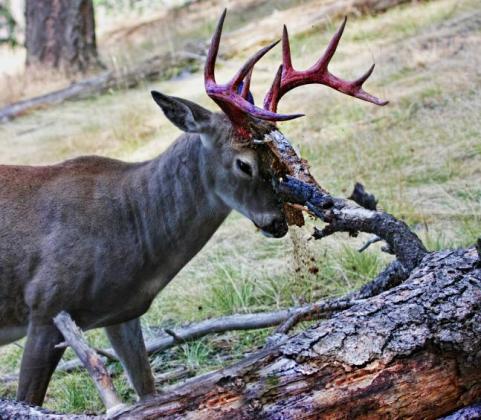 This buck is in the process of rubbing off his velvet.