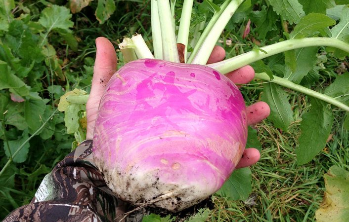 Micro Manager: Planting Diverse Food Plots