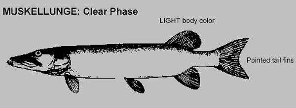 httpswww.outdoorlife.comsitesoutdoorlife.comfilesimport2014importImage2010photo10013215797_muskie_clear.jpg