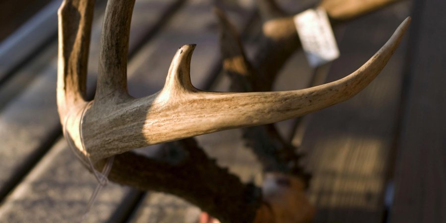 scoring trophy buck antlers