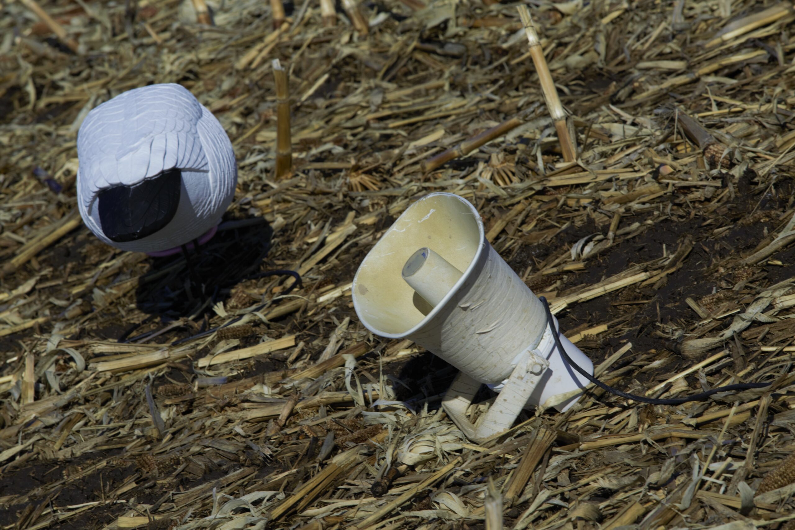 calling to snow geese