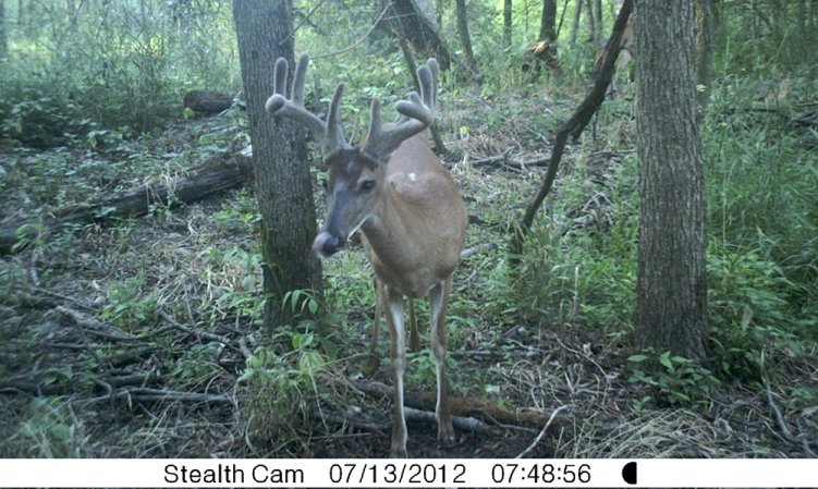 summer whitetail range