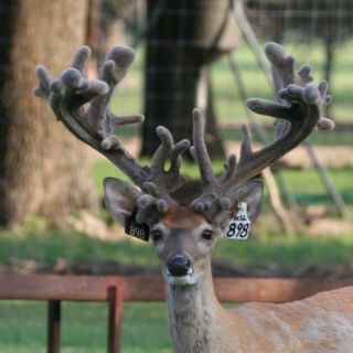 Freak Show Bucks: A Hard Look at Breeding For Antlers