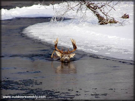 I wonder if he fell in or jumped in on purpose.