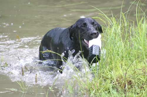 Retrievers: Screwing the Pooch