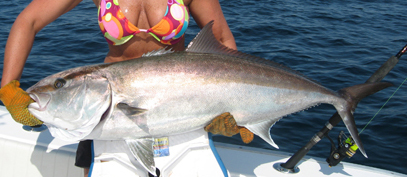 httpswww.outdoorlife.comsitesoutdoorlife.comfilesimport2014importImage2009photo3toughguys_amberjack.jpg