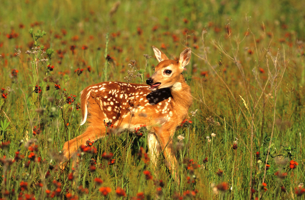 whitetail fawn